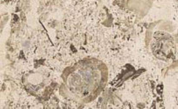 aurisina fiorita lumacachella 5407