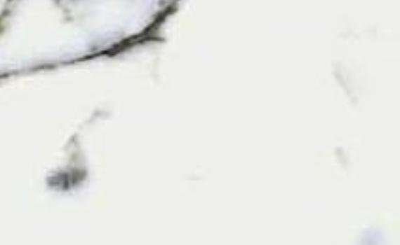 bianco statuario 6433