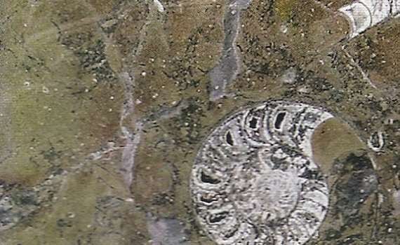 big fossil 5057