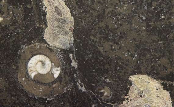 Brown Fossil Marble brown fossil 180