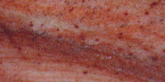calypso tropical 4932