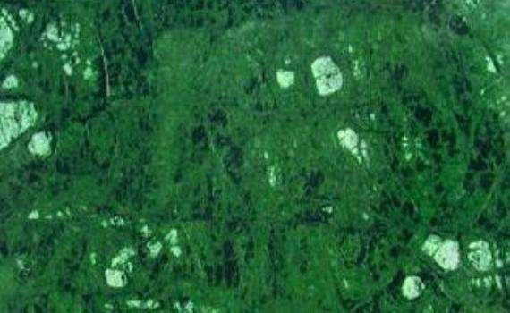 crocodile green marble 6498