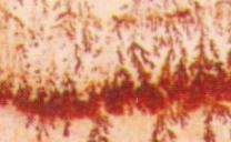 fossil 3782