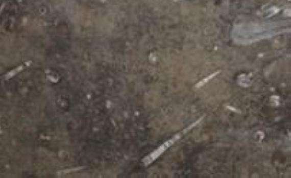 fossile brown granite 6071