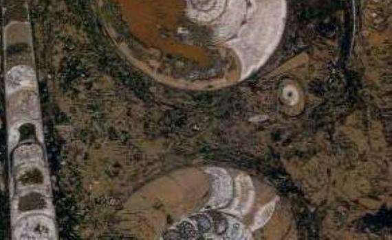 Fossile Erfoud Marron fossile erfoud marron 7168