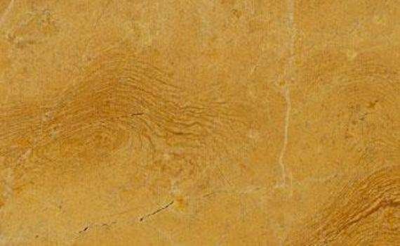 golden bark 7754