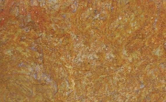 golden oak 562
