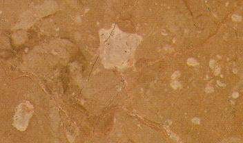 golden primrose 4208