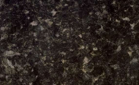 green labrador 384
