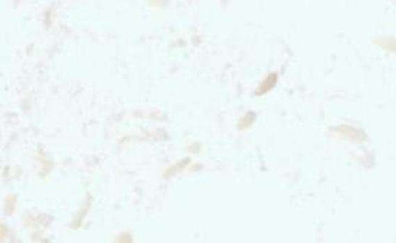 Ivory Pearl ivory pearl 7095