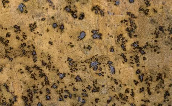 Lapidus Gold Brazil Granite lapidus gold 324
