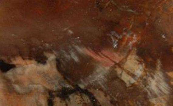 legno fossile 6576