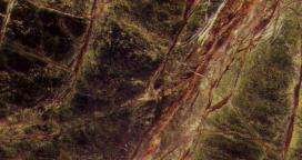 lemon root 4233