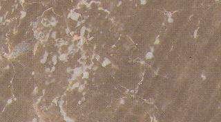 Leopard leopard 4345