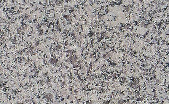 leopard white 2860