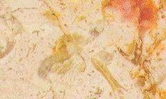 Lioz Dourado Polido Limestone lioz dourado polido 3903
