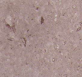 lipica fiorito 3206