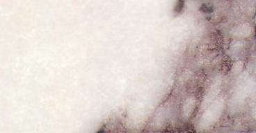 milas lilac 4121