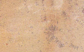 mint fossil