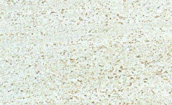 moca cream 1584