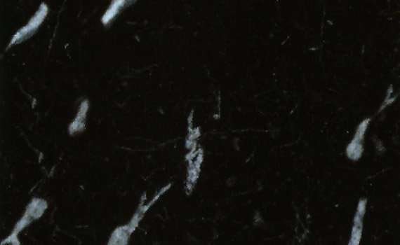 nero marquina fiorito 2101