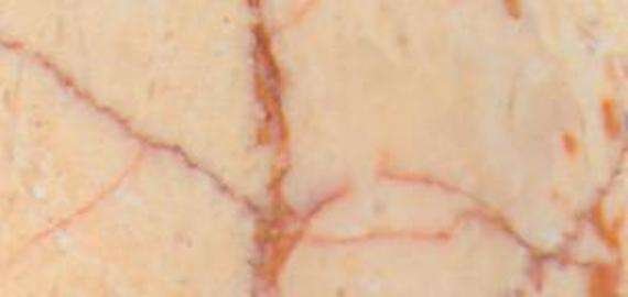 nerweigian rose 4893