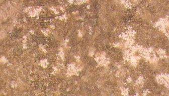noce standard 3829