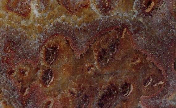 onyx rosso tartaruga 1304
