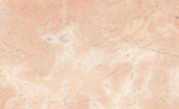 Pernice pernice 7758