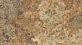 Personatus Granite personatus 4660