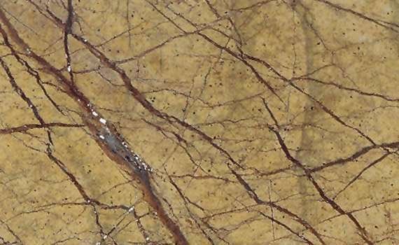 rain forest golden 2298
