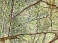 rainforest grun 6974
