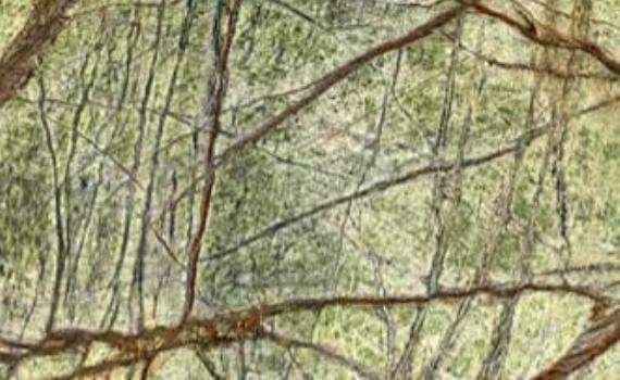 rainforest grun 6974