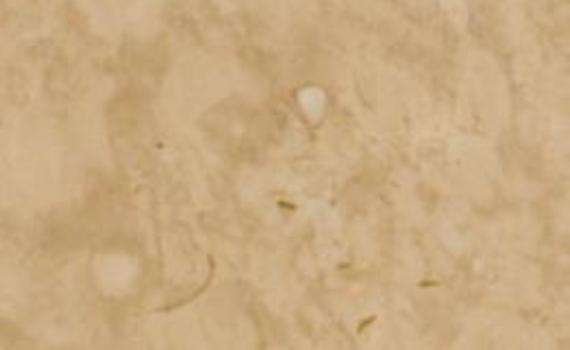 riviera beige 7724