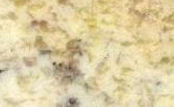 romano delicatus 5879