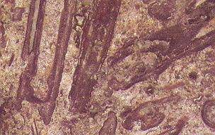 rustic noce 3830