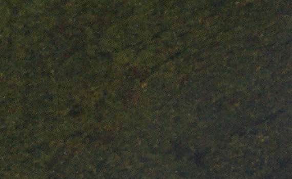 sea weed green 2651
