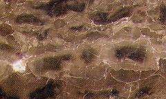 veining brown 3555