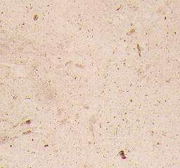 veselye fiorito 3229