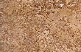 wheat beige 3590