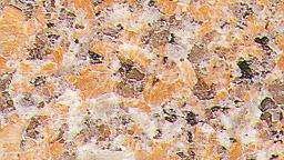 wild rose 3856