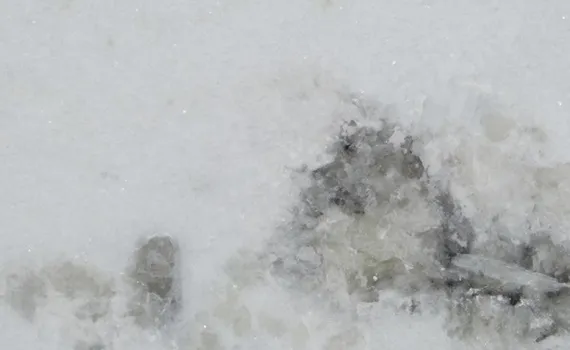 antarctica