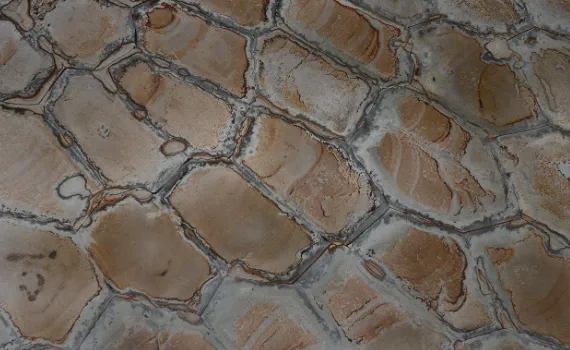fossil