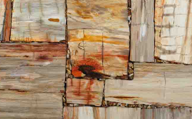 petrified wood